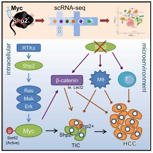 单细胞转录组学揭示了Shp2在myc驱动的肝肿瘤细胞和微环境中的相反作用